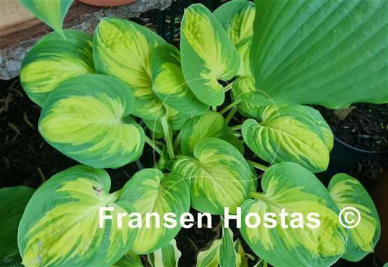 Hosta Enchanted Mist